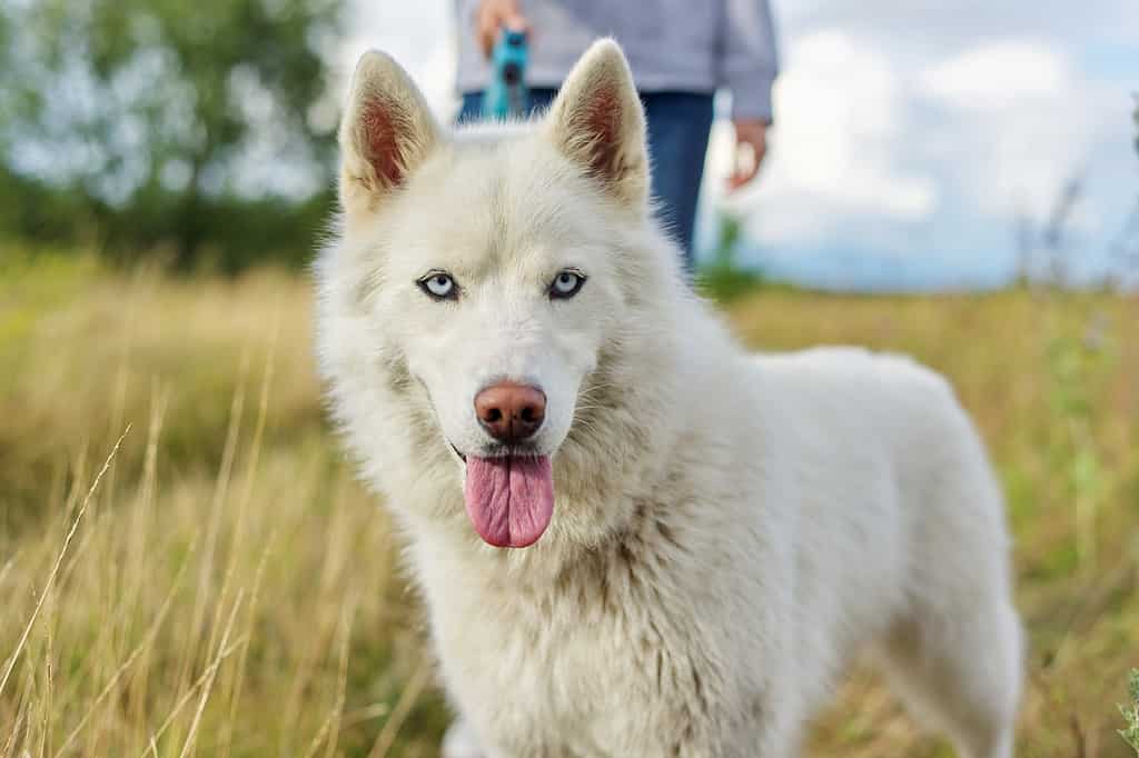 Gli oltre 200 migliori nomi di cani dagli occhi azzurri
