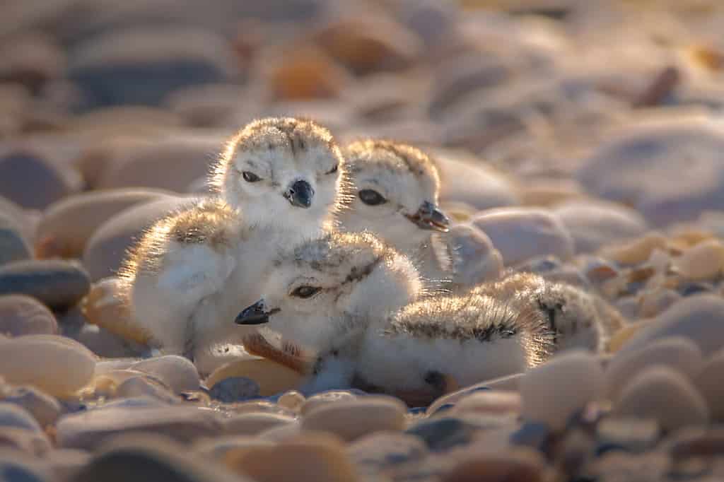 Quattro bellissimi cuccioli di piviere (Charadrius melodus) sono vicini e circondati da ciottoli su una spiaggia durante il tramonto.