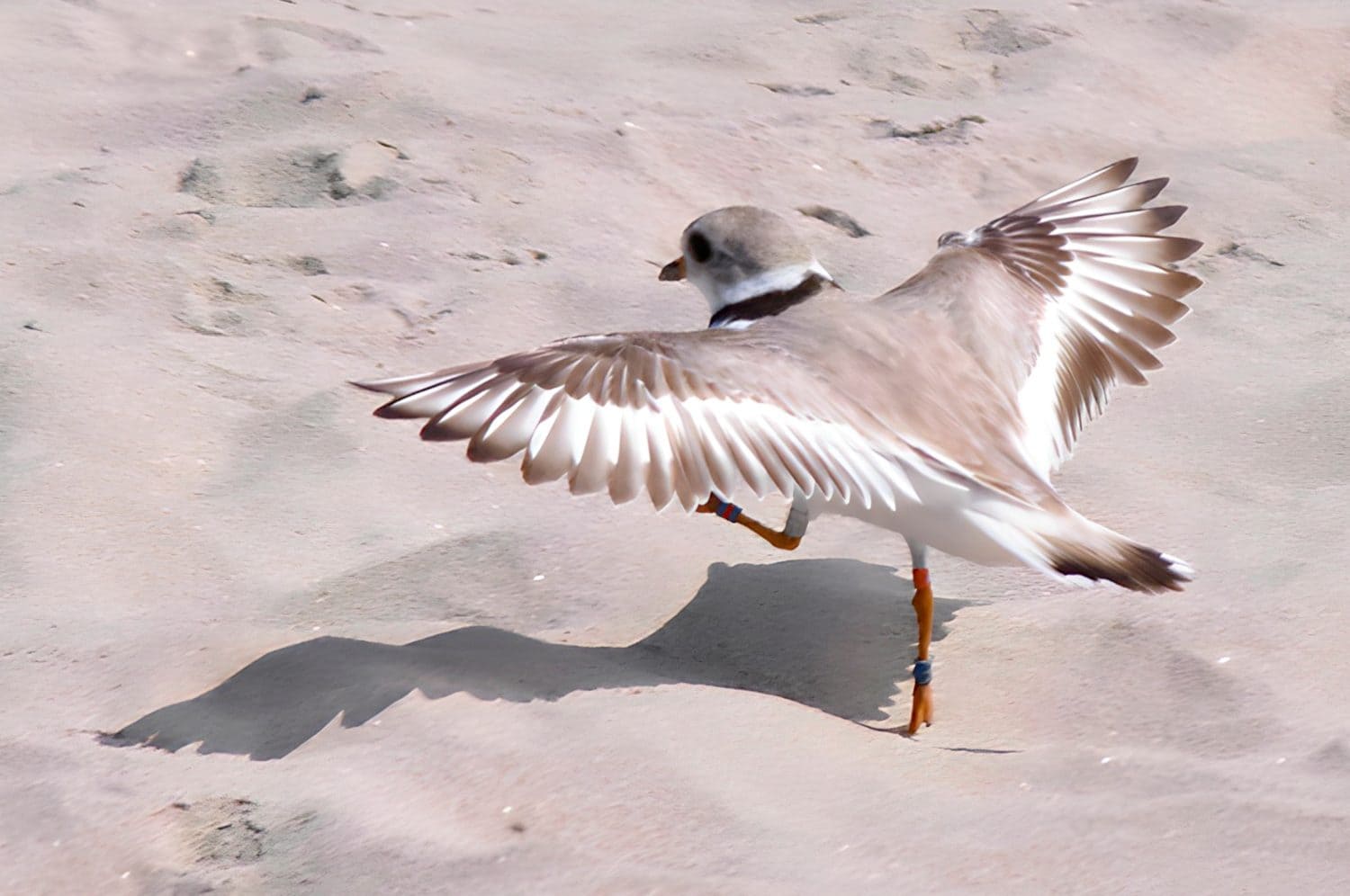 Piping Plover una specie in via di estinzione