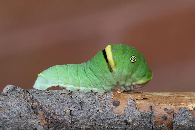 Papilio canadensis / Bruco tigre canadese a coda di rondine