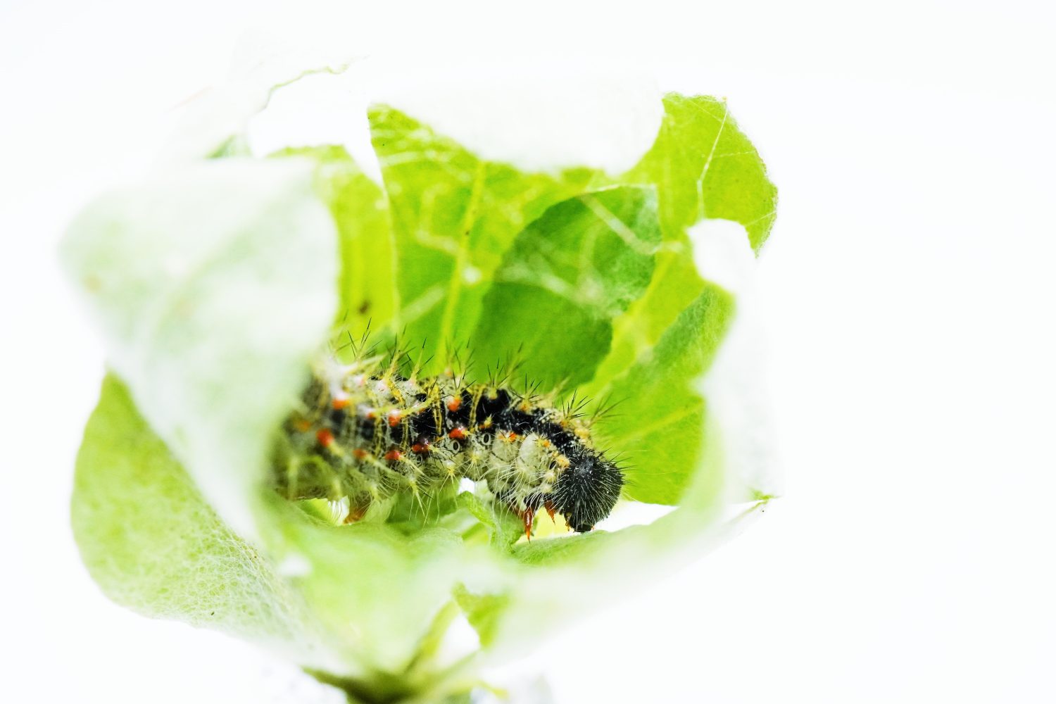 Una larva della farfalla Painted Lady raccoglie e arrotola le foglie di Jersey Cudweed per costruire un nido su sfondo bianco