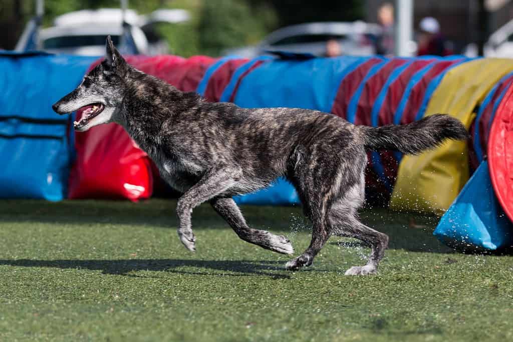 Cane di razza pastore olandese da lavoro prolungato e veloce che corre a tutta velocità con un ostacolo per l'agilità del cane.  Hollandse Herder all'aperto sulla competizione di agilità del cane.  L'animale domestico carino e divertente corre fuori dal tunnel dell'agilità