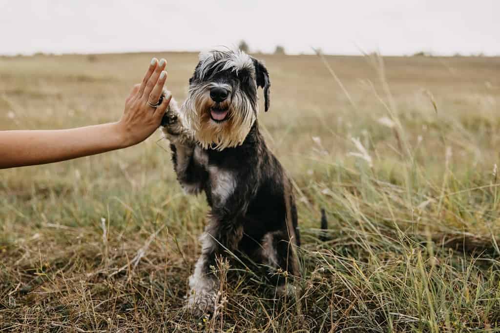 cane di razza schnauzer nano che dà il cinque.