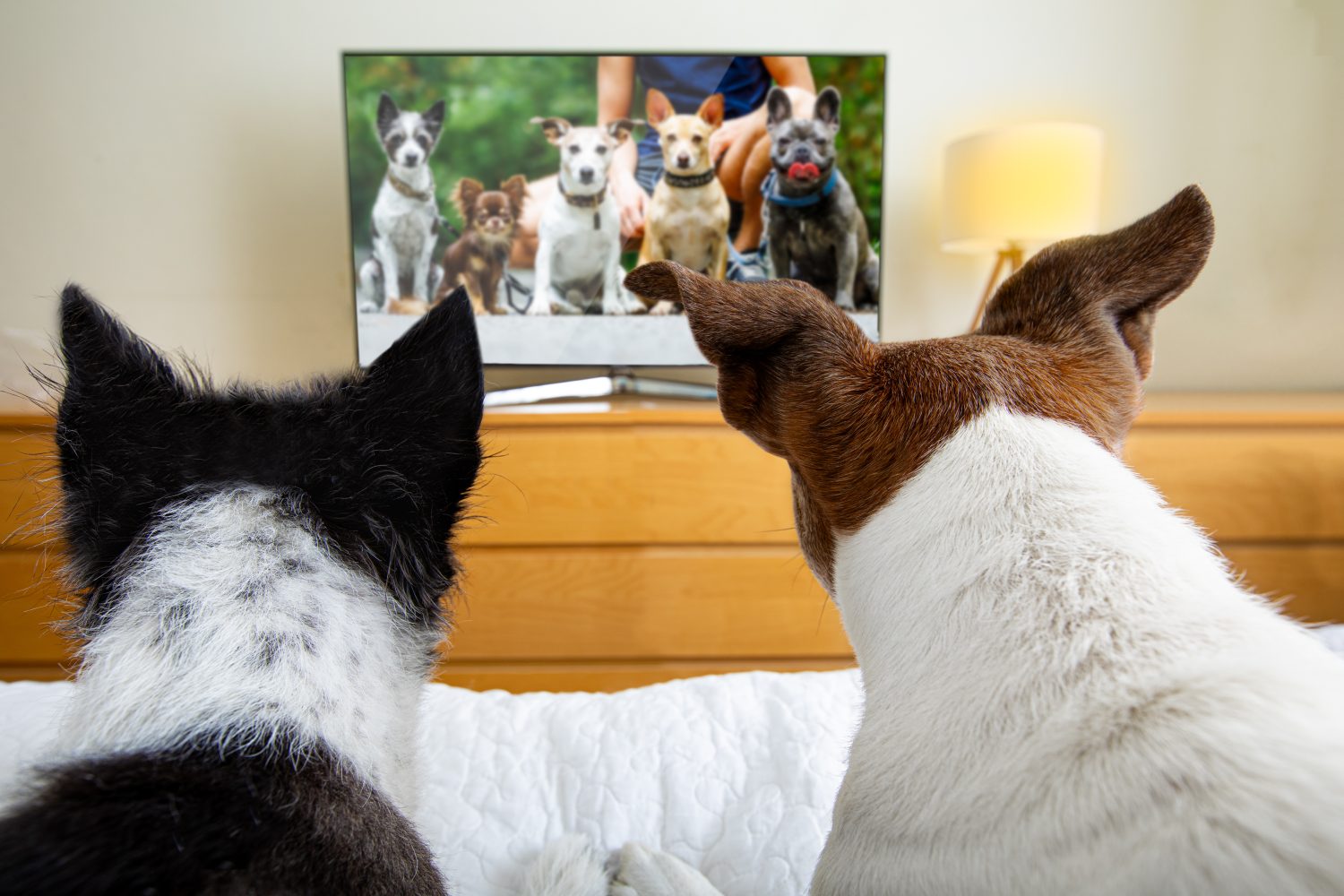 una coppia di cani che guardano programmi televisivi, film o serie in streaming a letto insieme