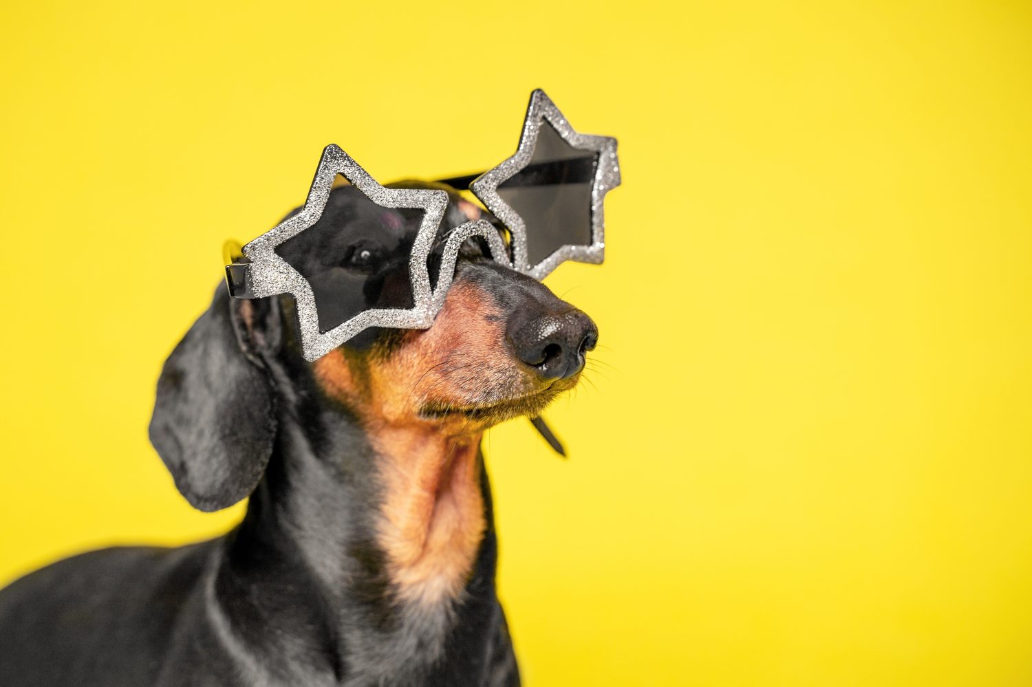 Cane importante in primo piano del profilo verticale degli occhiali da stella.  Bassotto nell'immagine scenica della star del rock and roll.  Profilo orgoglioso del cane che indossa occhiali da sole, febbre da stelle.  Abiti eleganti e accessori per animali domestici.