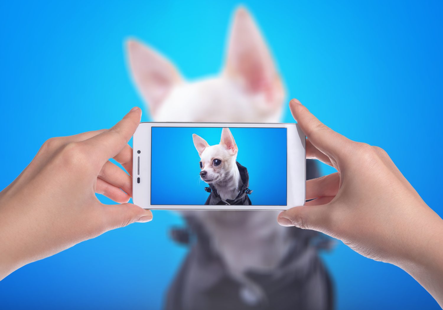 Il bellissimo cane chihuahua si è fotografato al telefono.  Animali divertenti.  Servizio fotografico