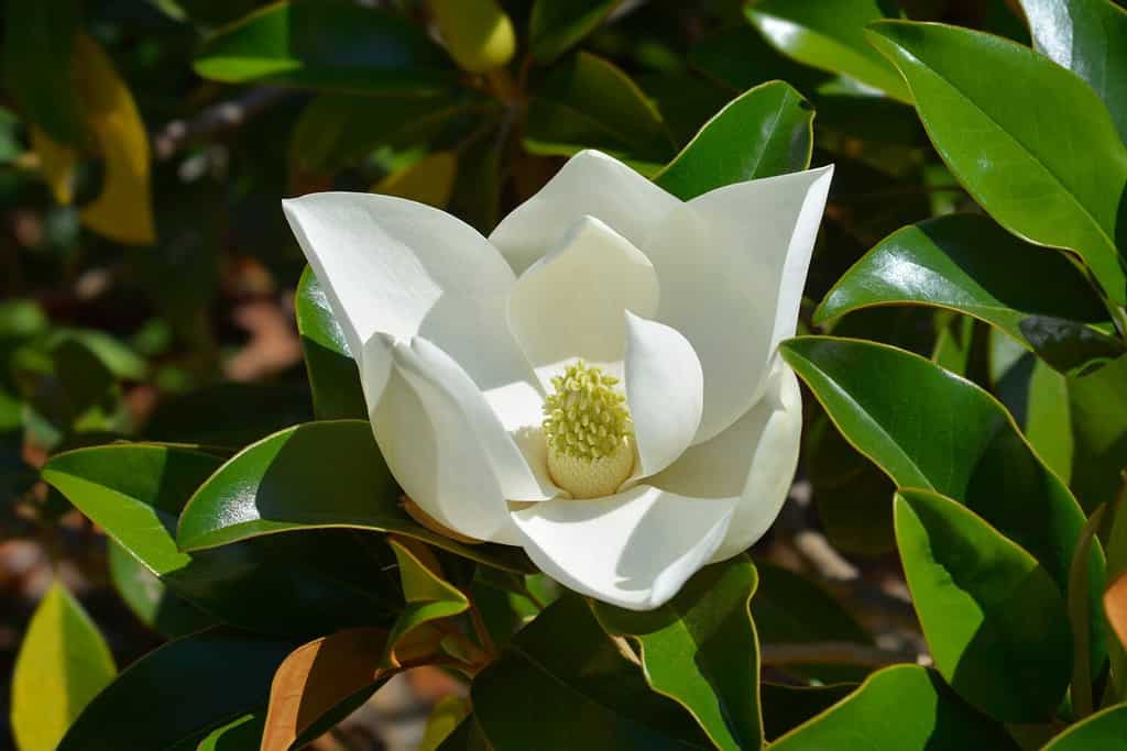 Ramo di magnolia meridionale con fiore bianco - nome latino - Magnolia grandiflora