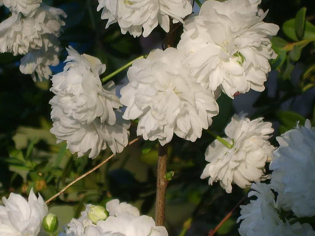 Mandorlo in fiore, Prunus glandulosa, fiorisce