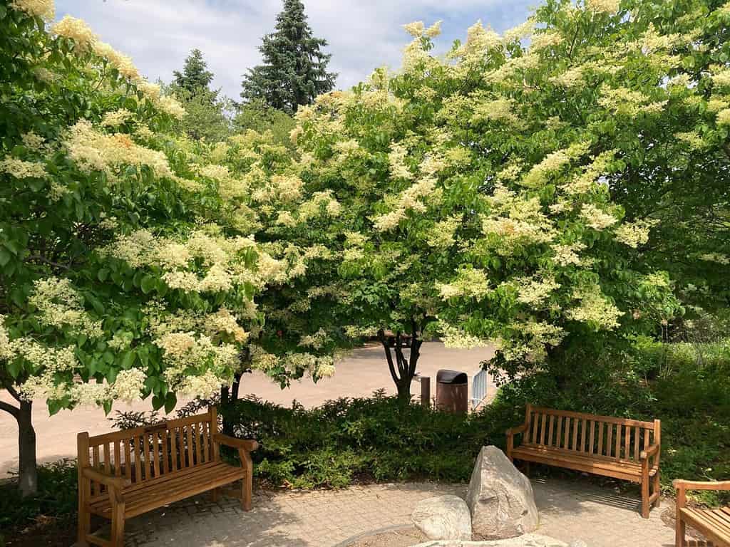 Bellissimi lillà giapponesi in fiore su panchine di legno nel parco pubblico di Edina, Minnesota.
