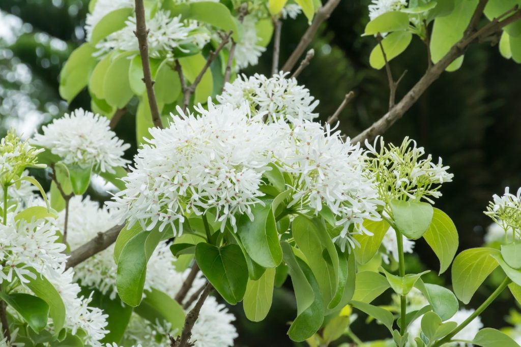 Bellissimi fiori cinesi in fiore dell'albero frangiato.