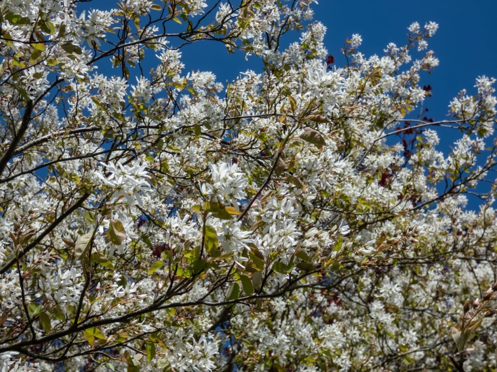 Juneberry, serviceberry, shadbush o mespilus nevoso (amelanchier lamarckii) 'Ballerina' che fiorisce con fiori bianchi a forma di stella in primavera