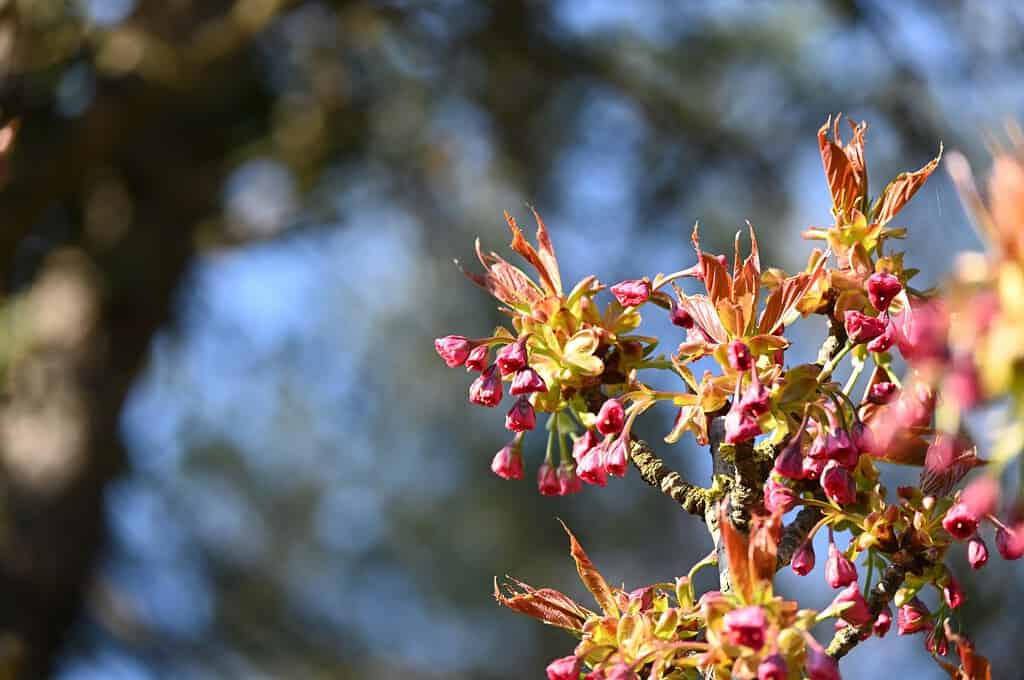 Ungnadia speciosa (buckeye messicano).  L'ippocastano messicano, un albero deciduo di 8-12 piedi, può raggiungere i 30 piedi di altezza.  Spesso è multi-trunk