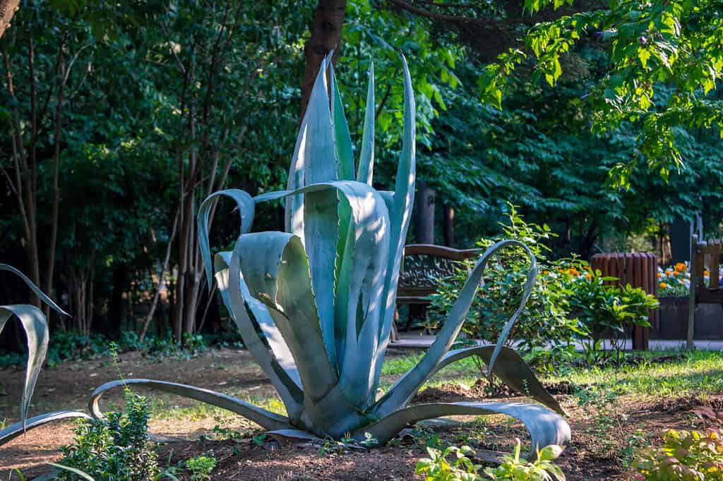 Agave americana o pianta centenaria con lunghe foglie verdi con margini spinosi, che cresce in un parco