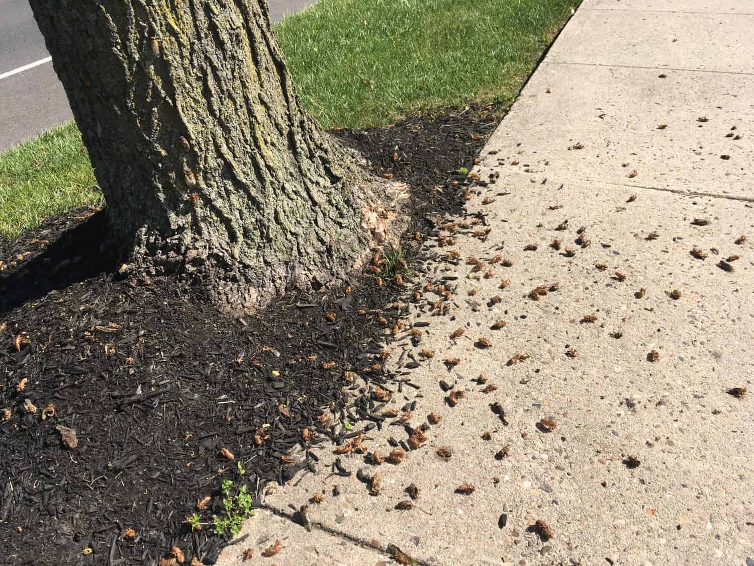 Centinaia di esoscheletri di Brood X Cicada vicino a un albero a Princeton, nel New Jersey, 2021