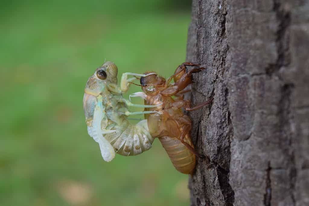 Si vede una cicala che emerge dal suo vecchio guscio.  La conchiglia è attaccata al tronco di un albero ed è bruna.  La cicala emergente è verde pistacchio chiaro con accenti marrone chiaro e un occhio rotondo scuro.  La cicala è vista di profilo, rivolta a destra.