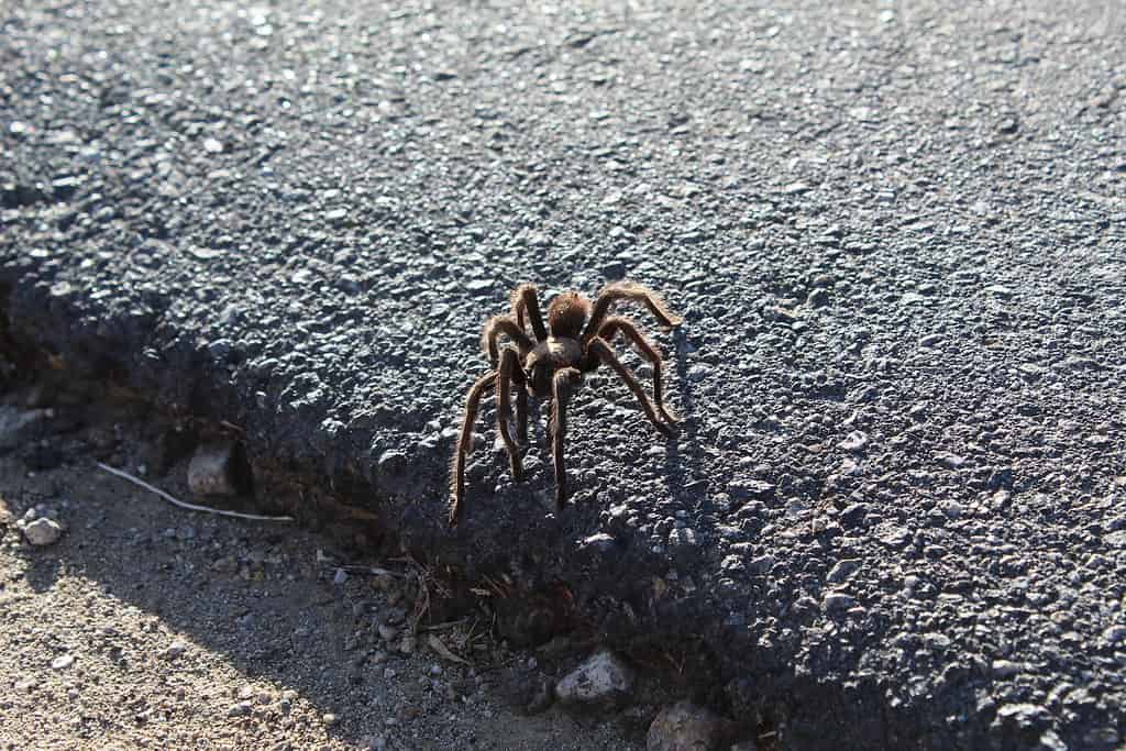 APHONOPELMA IODIUM - 29 PALME - 102918