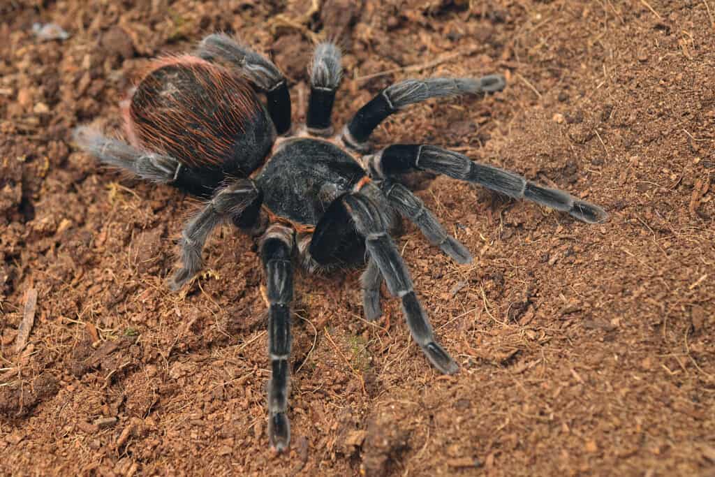 Tarantina rossa messicana Brachypelma vagans