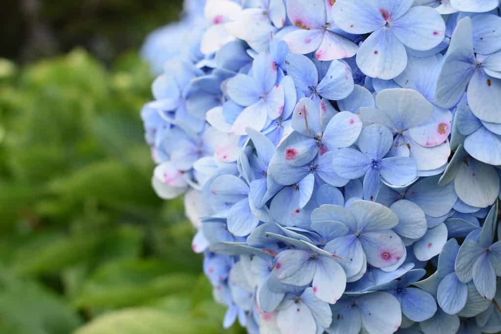 Un primo piano dei fiori blu del deckle dell'ortensia