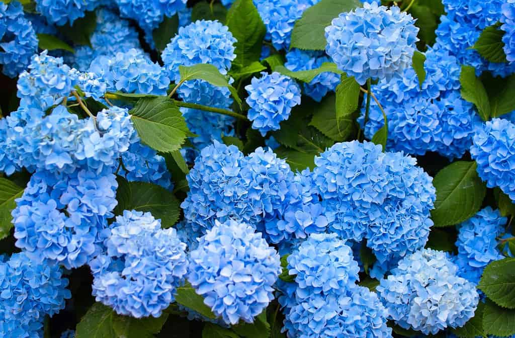 Ortensia mutevole a foglia larga Giardino Cespuglio francese a crescita selvatica.  Varietà di ortensie a pannocchia e ad albero.  Fiori blu e rosa