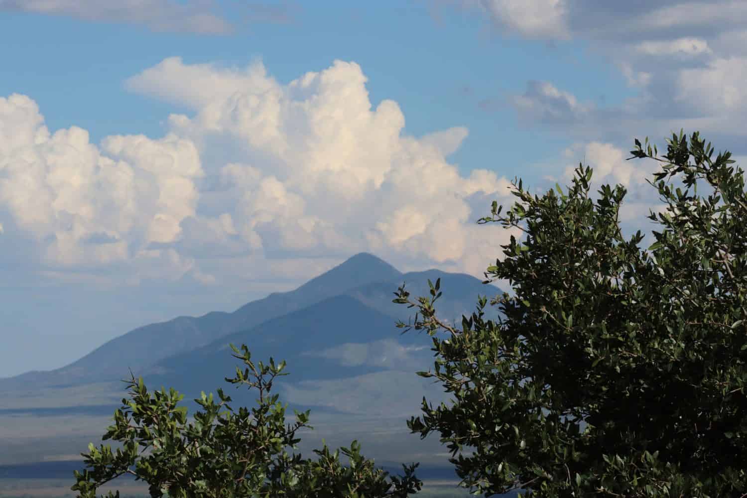 Gli alberi di quercia Emory delimitano una catena montuosa lontana con un cielo azzurro e nuvole bianche come sfondo.