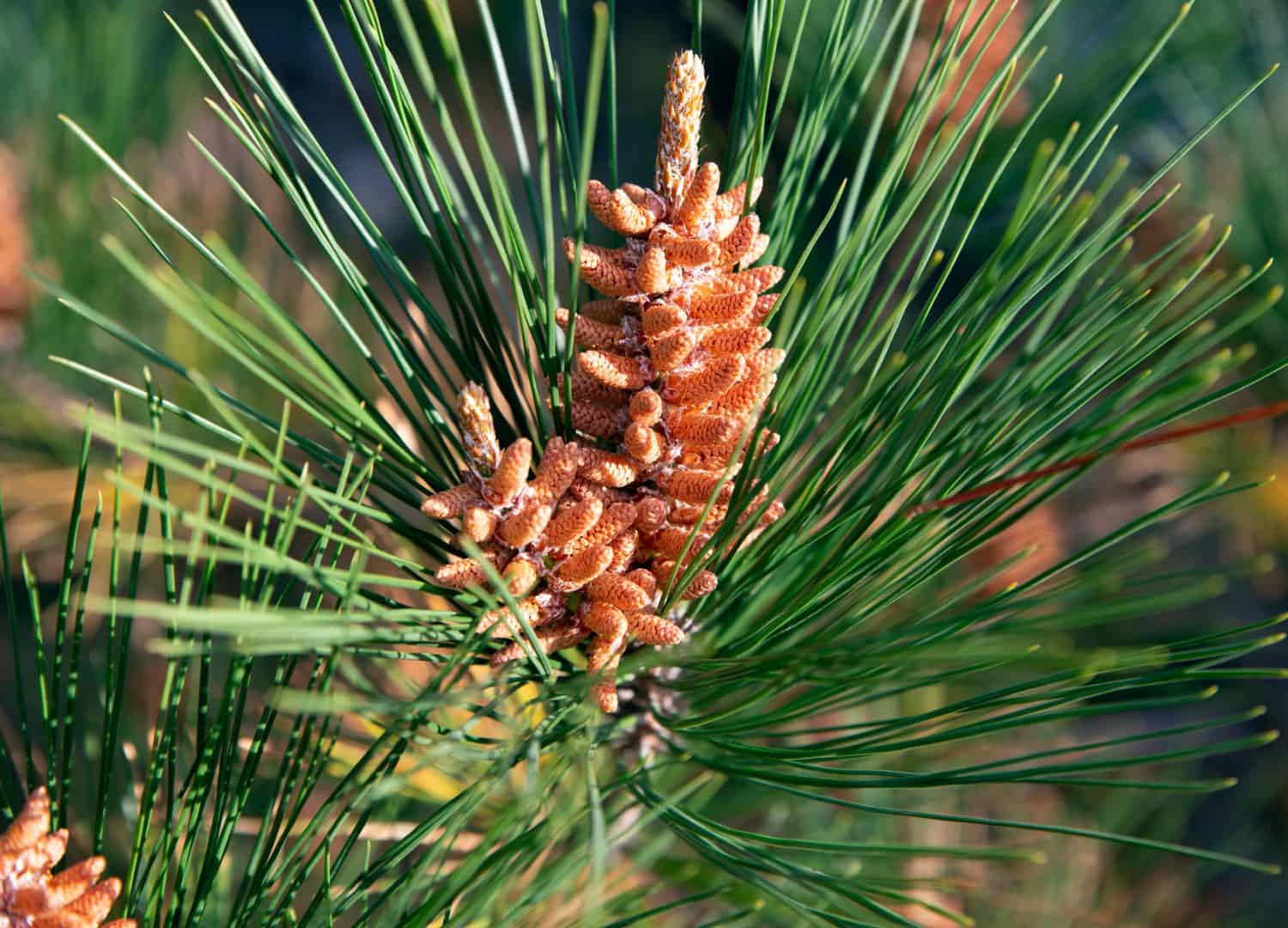 Pino rosso, pinus resinosa, pino norvegese, pino rosso americano