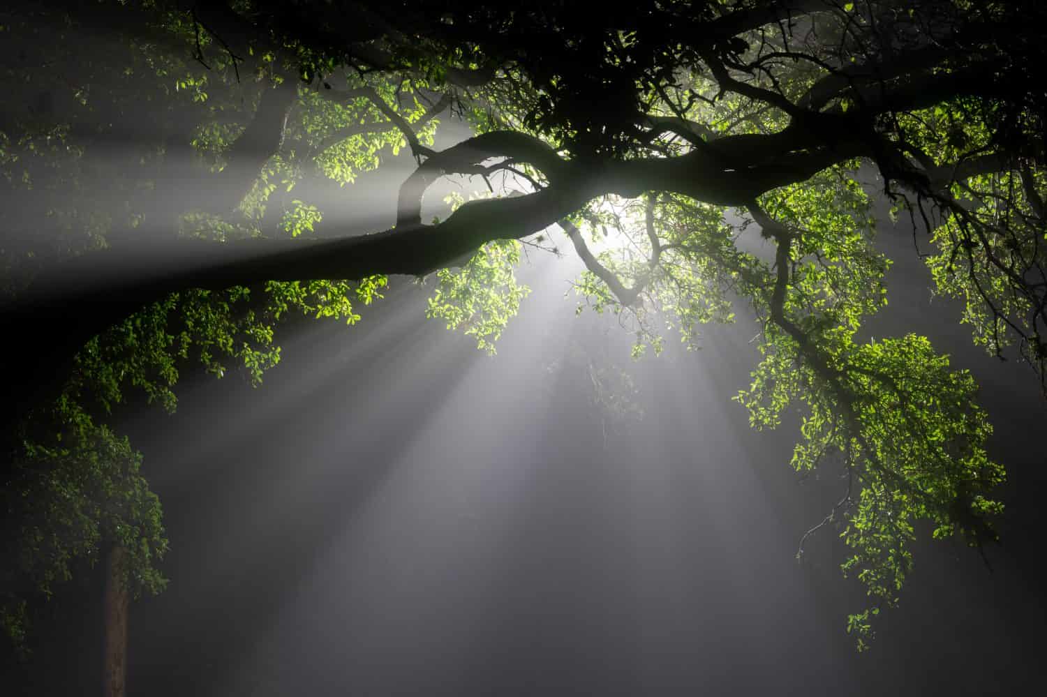 Un ramo di quercia viva del Texas si staglia davanti a un lampione.  Raggi di luce si fanno strada attraverso la fitta nebbia di notte. 