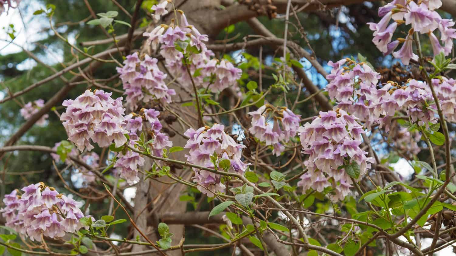 Albero di Paulownia elongata con fiori viola chiaro.  Sui rami della Royal Paulownia fiori rosa pastello con macchie viola.  Imperatrice o albero del drago, pianta decidua della famiglia delle Paulowniaceae.