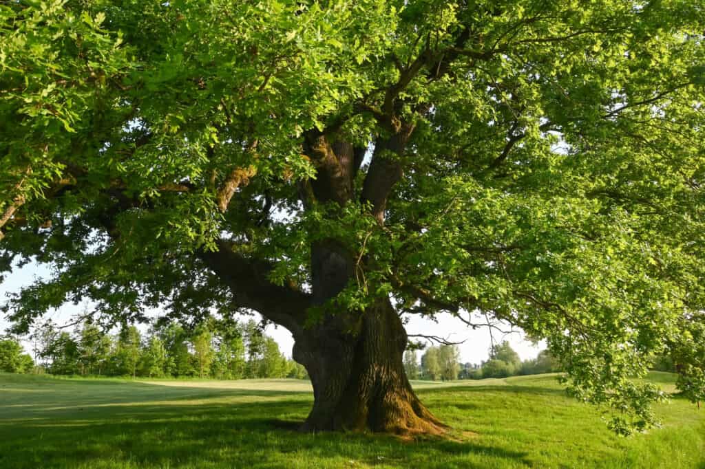 quercia inglese