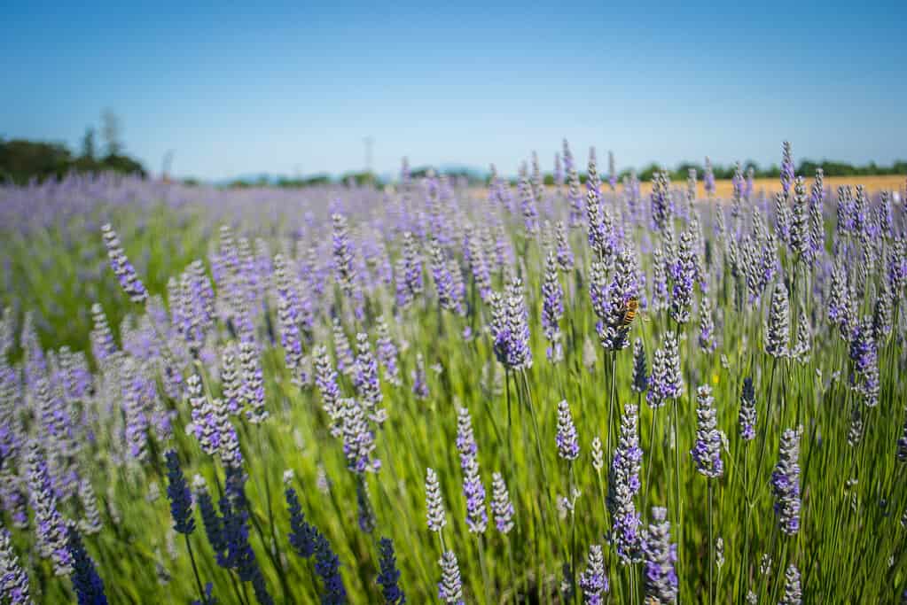 Lavanda ad Halsey, Oregon