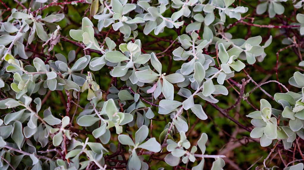Arbusto di Leucophyllum frutescens, salvia del Texas, primo piano su foglie grigio argento di salvia del Texas in un giardino