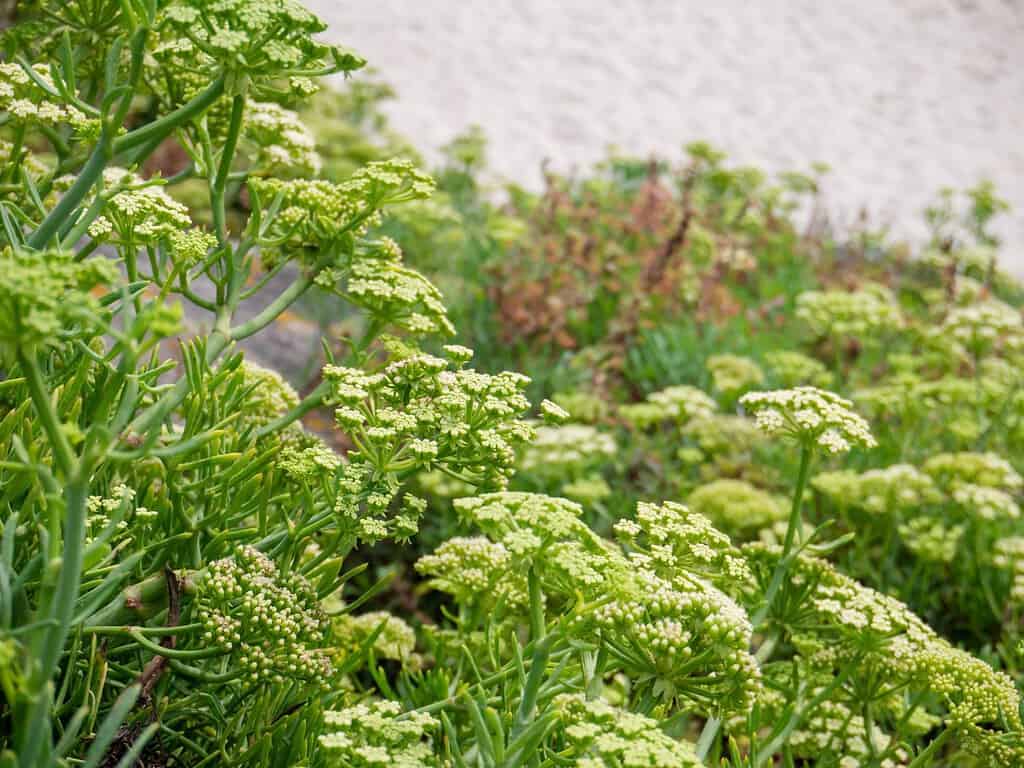 Crithmum maritimum, finocchio di roccia o finocchio di mare o fiori di finocchio marino primo piano