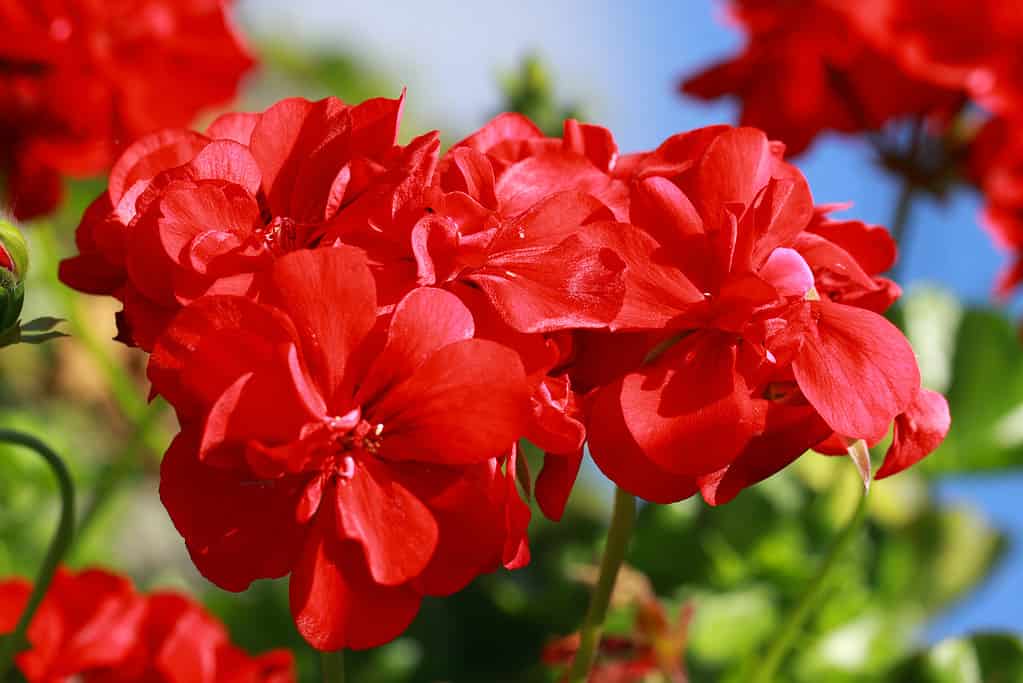 Geranio, Rosso, Cranesbill, Fiore, Botanica