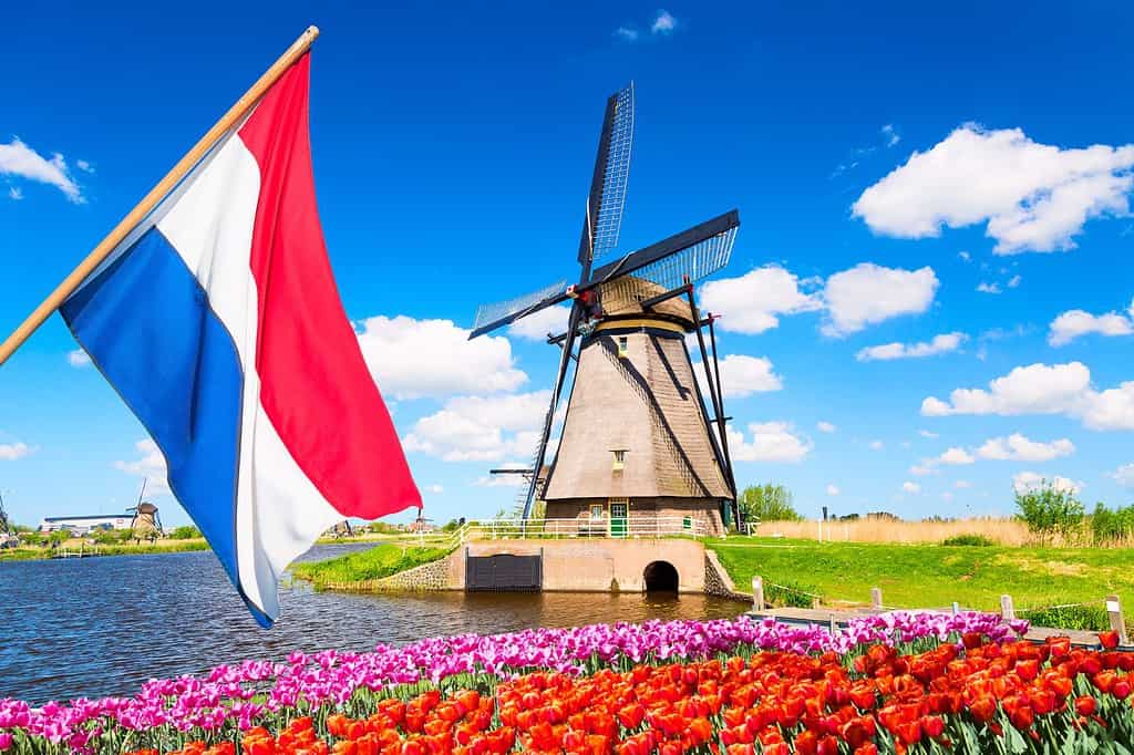 Paesaggio primaverile colorato nei Paesi Bassi, in Europa.  Famosi mulini a vento nel villaggio di Kinderdijk con un'aiuola di fiori di tulipani in Olanda.  Bandiera olandese in primo piano