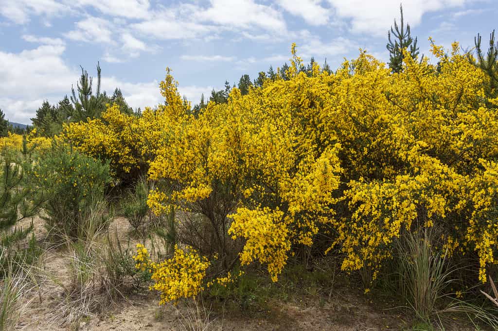 Cytisus scoparius, ginestra scozzese