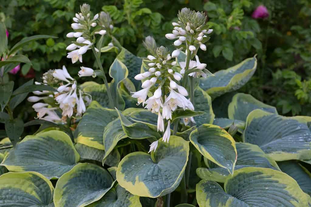 Un rigoglioso cespuglio di hosta in fiore nel giardino.  Fiori perenni, progettazione del paesaggio.  Cultivar Hosta Frances Williams