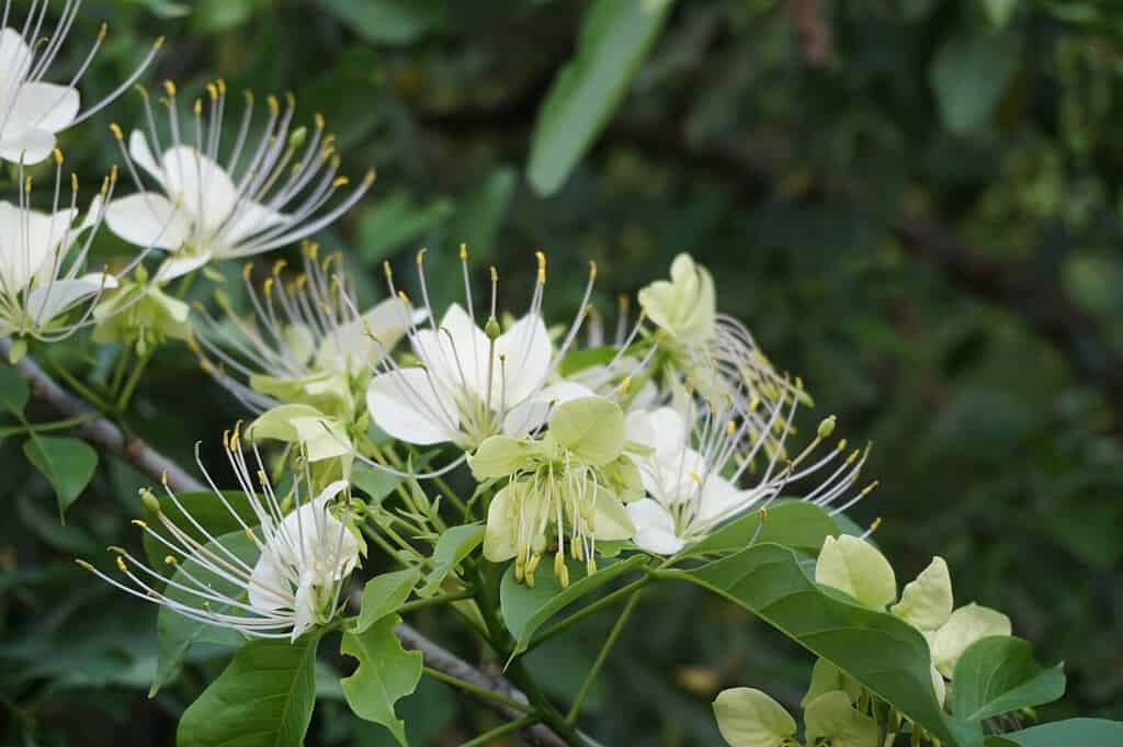 Fiori in fiore di arbusti di cappero, cespugli di cappero, pianta di Maiapilo (Capparis sandwichiana) nel parco