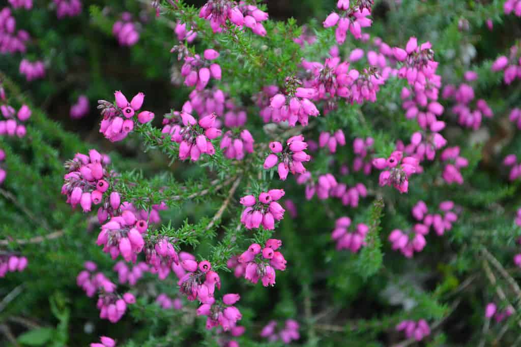 Bell Heather 'Stephen Davis' (Erica cinerea)