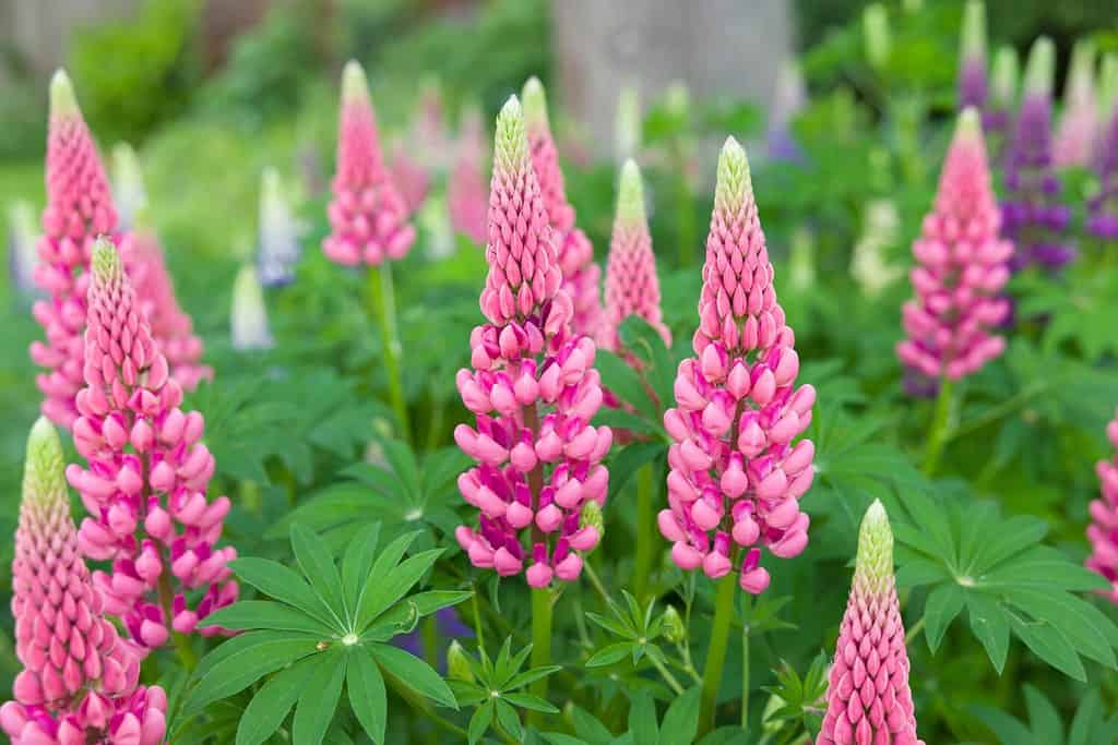 Lupini, pianta di lupino (lupinus) con fiori rosa che crescono in un giardino sul retro, Regno Unito