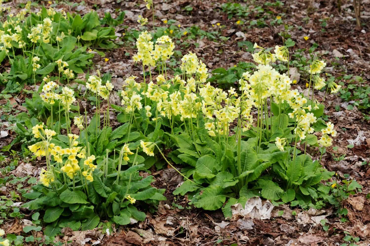 I fiori e le foglie giallo chiaro del vero oxlip (Primula elatior).  Il vero oxlip è uno dei primi fiori a sbocciare in primavera.