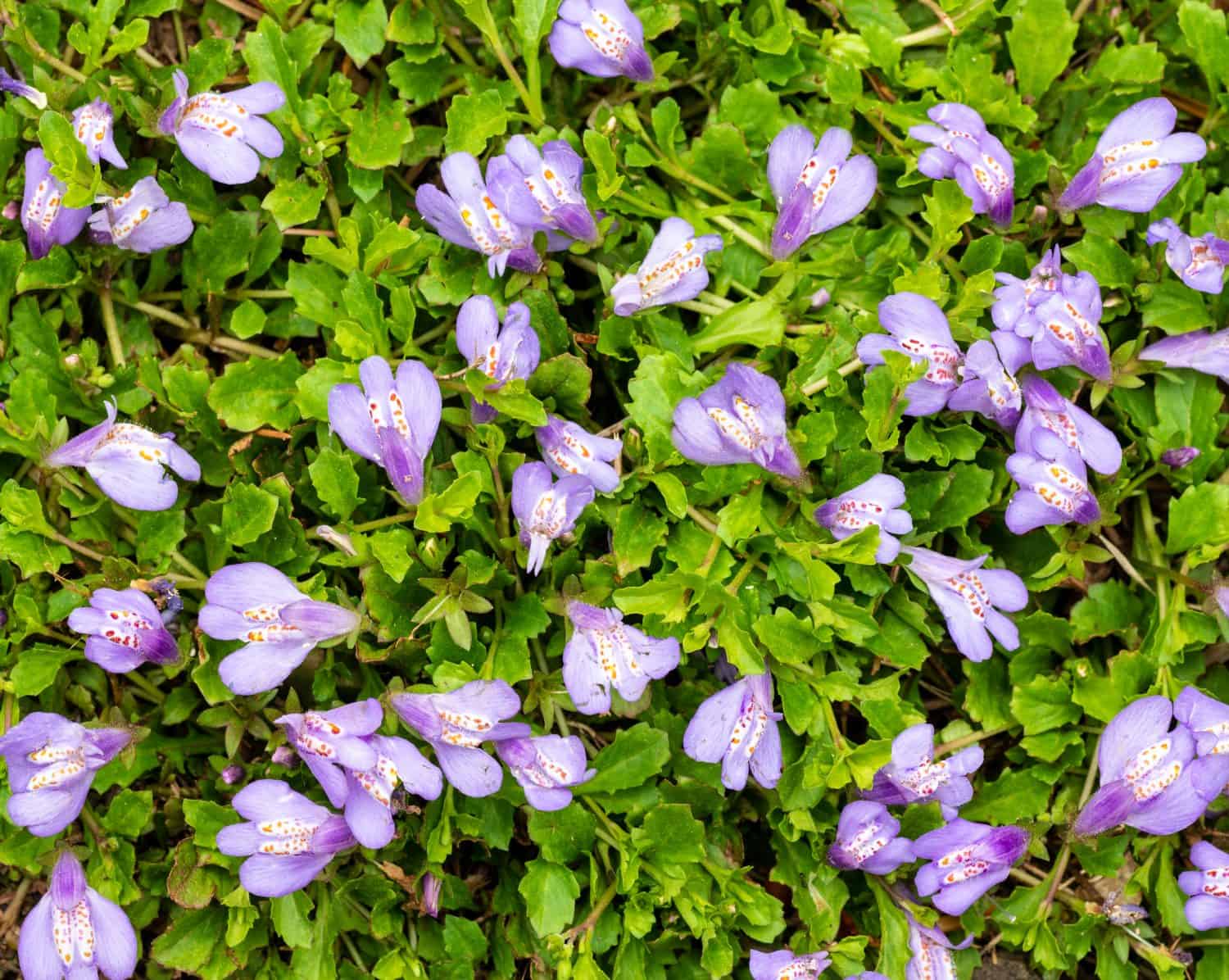 Fiori di Mazus reptans che crescono come copertura del terreno nella Virginia centrale a metà aprile