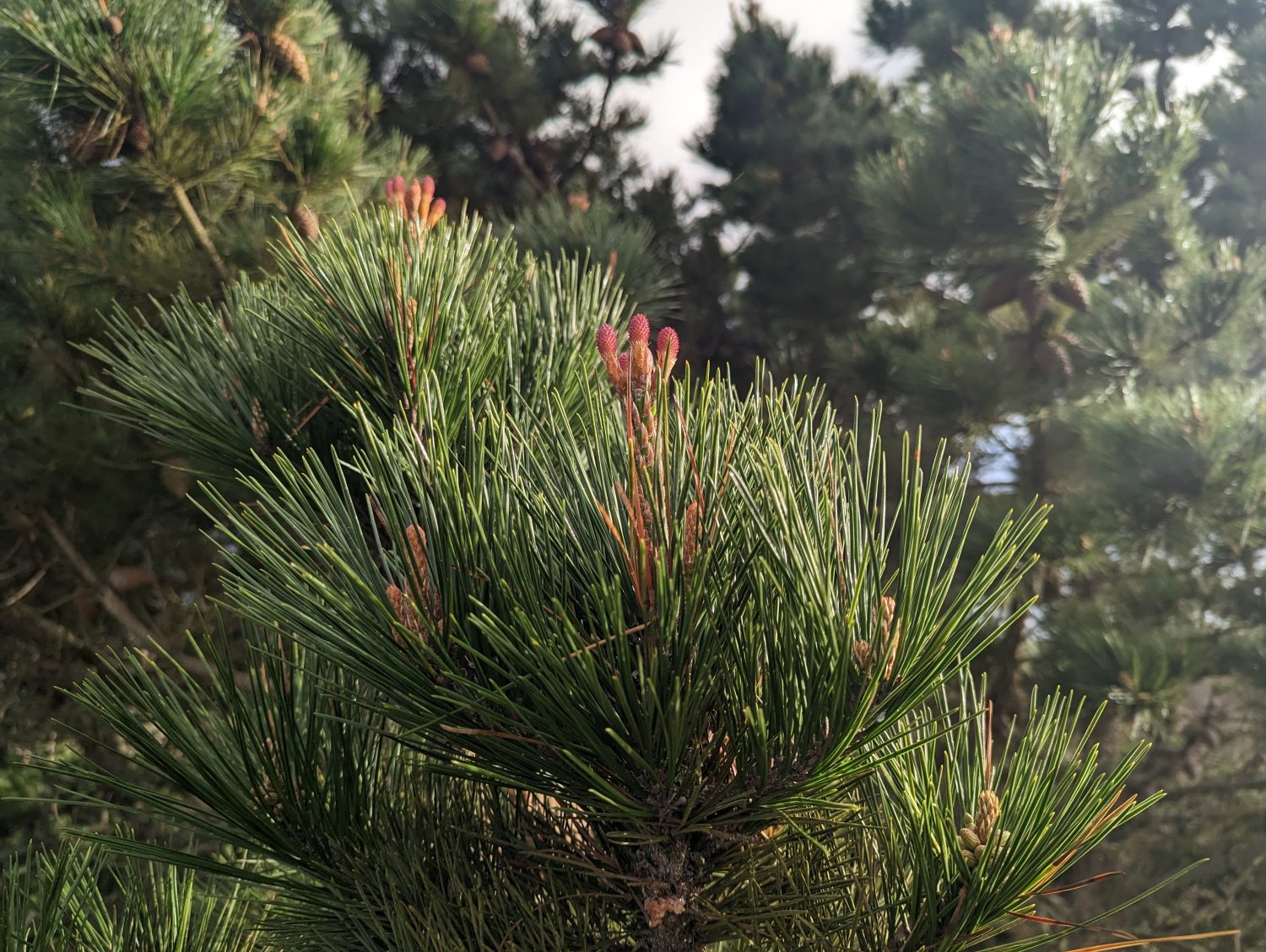 primo piano del pino vescovo, pinus muricata