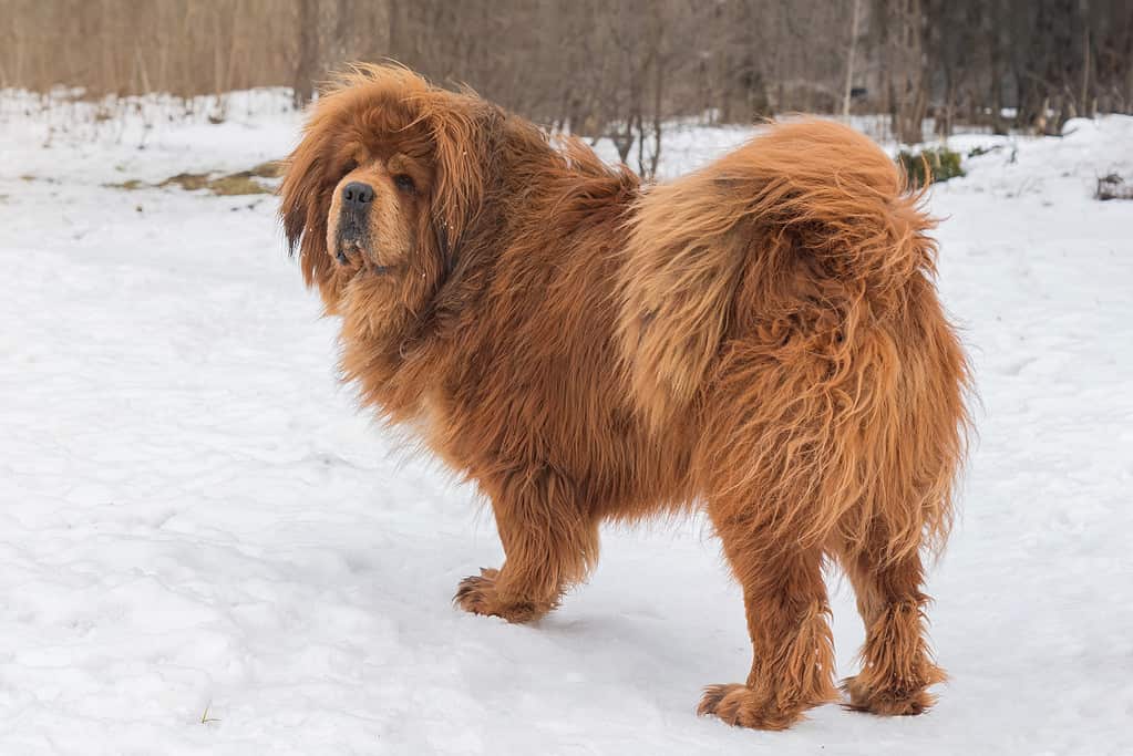 Bellissimo cane di grandi dimensioni, mastino tibetano, in piedi nella neve