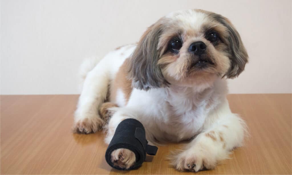 Shih Tzu con zampa anteriore ferita in tutore nero