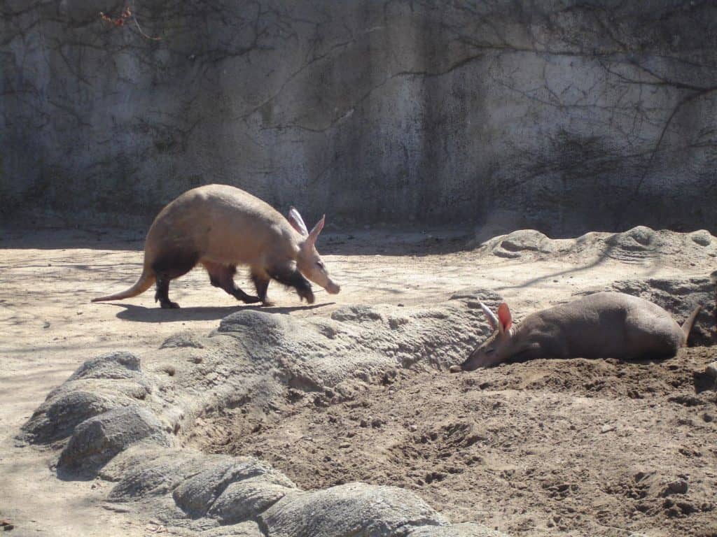 Una coppia di oritteropi allo zoo di Detroit