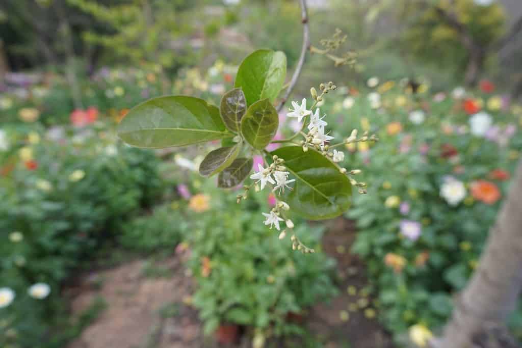 Nome scientifico Ehretia anacua e nome comune ramo di fiori di carta vetrata su un albero nel parco