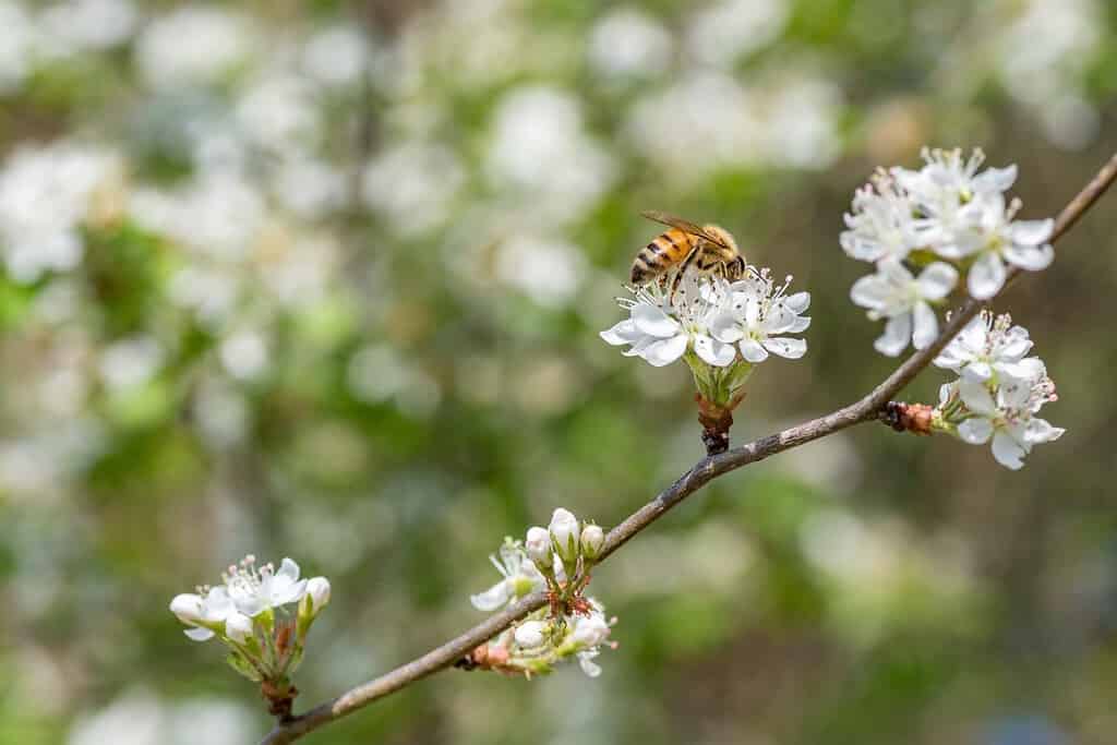 Un'ape mellifera che visita Crataegus marshallii fiorisce in una giornata primaverile.