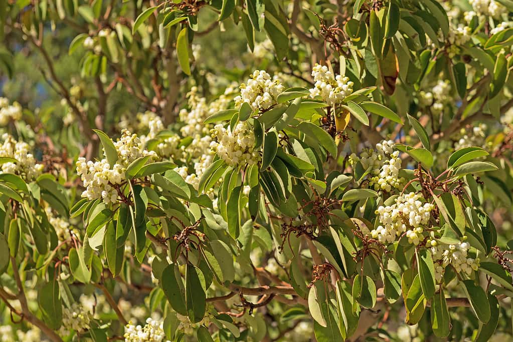 Fiori bianchi colorati in un albero Madrone in primavera
