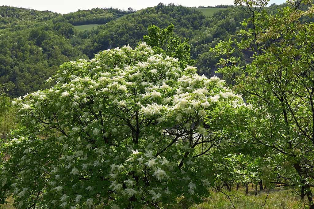 Fraxinus ornus albero in fiore