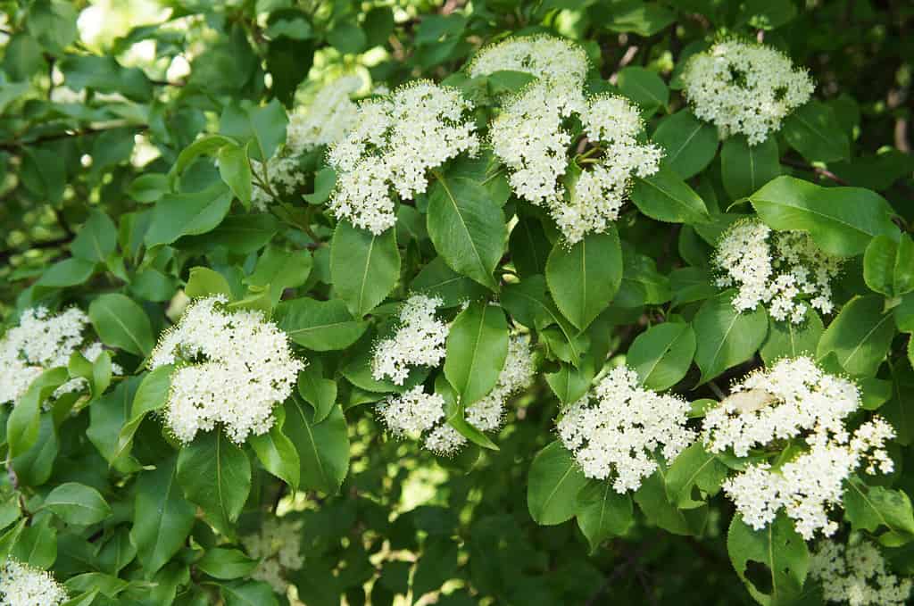 Fiori bianchi di viburno blackhaw arrugginito su arbusto verde