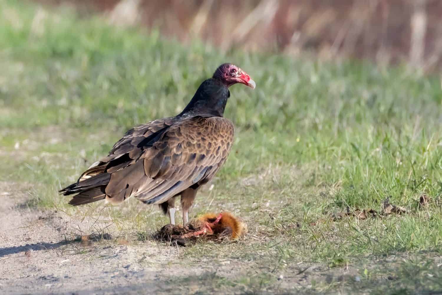 Primo piano dell'avvoltoio turco che si nutre di carne morta di topo muschiato